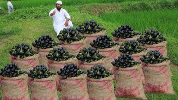 [ID: h1qZh5sCgB8] Youtube Automatic