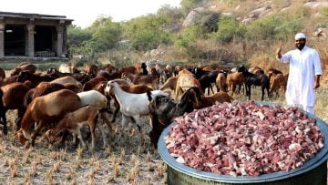 [ID: wvs8TLs9GMA] Youtube Automatic