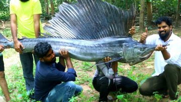 [ID: u4imNe4CcFI] Youtube Automatic