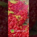 Private: [ID: j3f6sYZ77xQ] Youtube Automatic