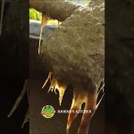 Private: [ID: nN4pPhJ79t8] Youtube Automatic